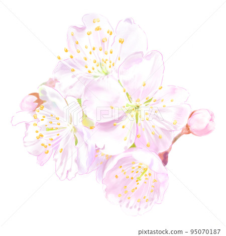 櫻花插圖（鉛筆劃風格） 95070187