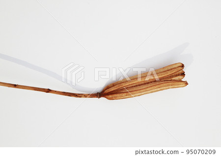 Easter lily shell that withers and becomes a seed and connects life to the next generation 95070209