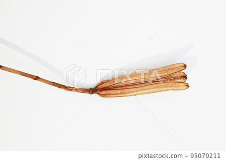 Easter lily shell that withers and becomes a seed and connects life to the next generation 95070211