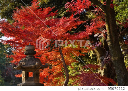 Autumn leaves 95070212