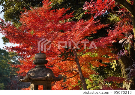 Autumn leaves Autumn leaves 95070213