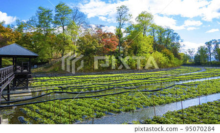 Azumino Daio Wasabi Farm paddy field 95070284