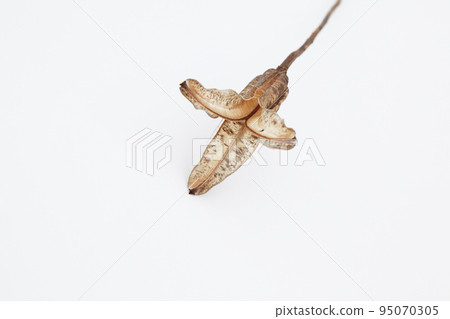 Easter lily shell that withers and becomes a seed and connects life to the next generation 95070305