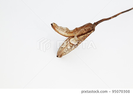 Easter lily shell that withers and becomes a seed and connects life to the next generation 95070308