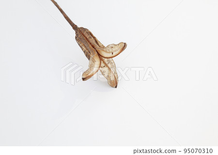 Easter lily shell that withers and becomes a seed and connects life to the next generation Easter lily shell that withers and becomes a seed and connects life to the next generation 95070310