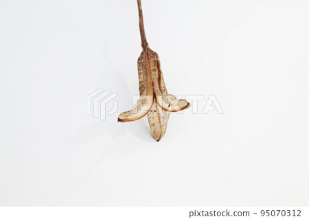 Easter lily shell that withers and becomes a seed and connects life to the next generation 95070312