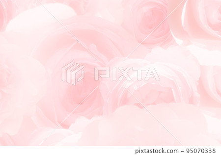 pale pink rose texture 95070338