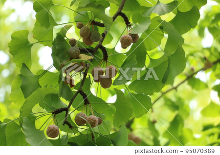 Ripe ginkgo Ripe ginkgo 95070389