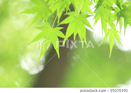 Maple Maple 95070395