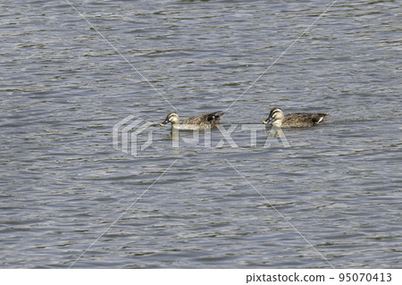Spot-billed duck's turn to swim Spot-billed duck's turn to swim 95070413