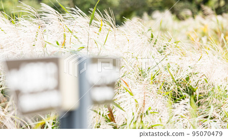 芒草 芒草 95070479