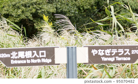 芒草 95070482