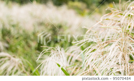 芒草 芒草 95070484