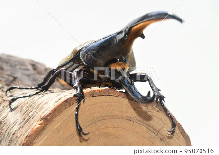 Hercules Beetle Hercules Hercules On a tree White background Hercules Beetle Hercules Hercules On a tree White background 95070516
