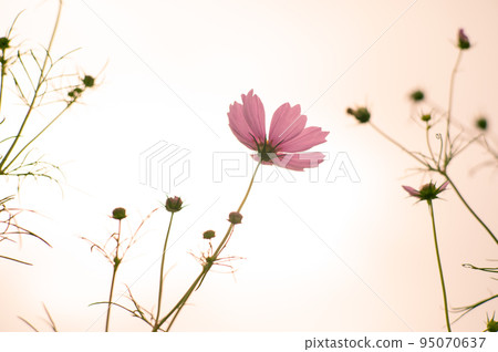 秋天的櫻花盛開了！十月被波斯菊花治愈 95070637