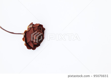 乾枯的玫瑰花，即使在枯萎後也能保持神秘的美麗。 95070831