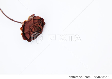 A dried rose flower that retains its mysterious beauty even after it has withered. 95070832
