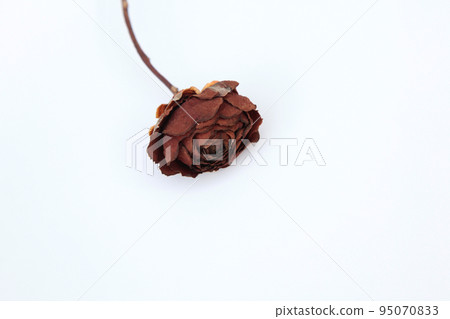 A dried rose flower that retains its mysterious beauty even after it has withered. 95070833