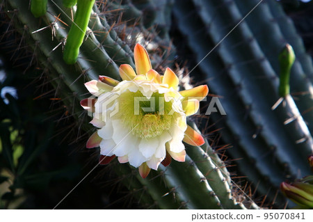 A large and thorny cactus grew up in a city park in northern Israel. A large and thorny cactus grew up in a city park in northern Israel. 95070841
