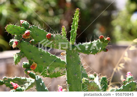 A large and thorny cactus grew up in a city park in northern Israel. A large and thorny cactus grew up in a city park in northern Israel. 95070845
