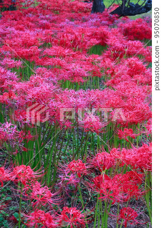 A cluster amaryllis that began to bloom 95070850