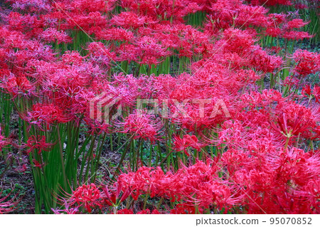 A cluster amaryllis that began to bloom 95070852