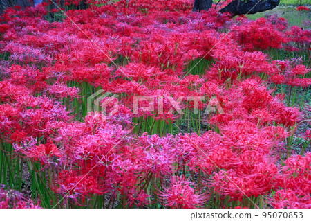 A cluster amaryllis that began to bloom A cluster amaryllis that began to bloom 95070853