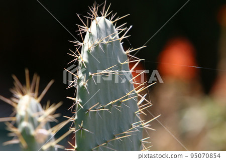 A large and thorny cactus grew up in a city park in northern Israel. A large and thorny cactus grew up in a city park in northern Israel. 95070854