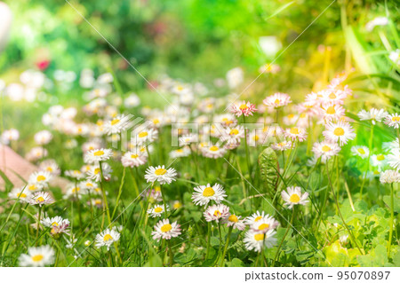 Beautiful white flowers in the grass with sun glare. Background of blooming flowers Beautiful white flowers in the grass with sun glare. Background of blooming flowers 95070897