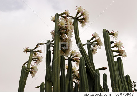 A large and thorny cactus grew up in a city park in northern Israel. A large and thorny cactus grew up in a city park in northern Israel. 95070948
