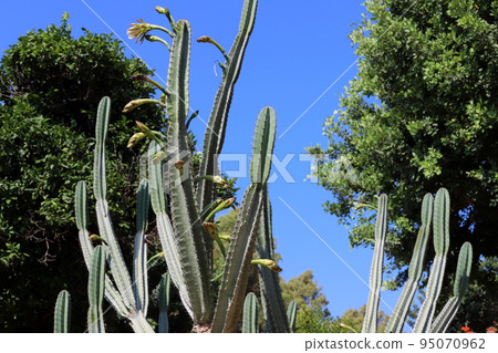 A large and thorny cactus grew up in a city park in northern Israel. 95070962
