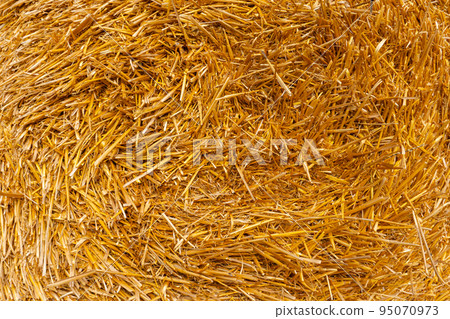 Stacked hay bales after harvest at the edge of the field with sun rays. Dry straw pressed into individual straw bales. Pile of straw bales with light leaks. Structures of hay and straw 95070973