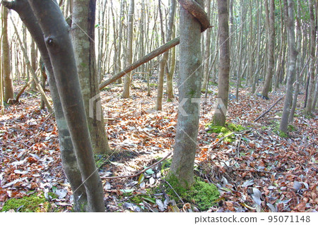 《Hyogo Prefecture》Sanda City Arima Fuji Nature Park, sunlight filtering through the deciduous forest 95071148
