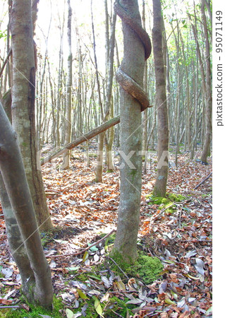 《Hyogo Prefecture》Sanda City Arima Fuji Nature Park, sunlight filtering through the deciduous forest 《Hyogo Prefecture》Sanda City Arima Fuji Nature Park, sunlight filtering through the deciduous forest 95071149
