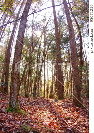 《Hyogo Prefecture》Sanda City Arima Fuji Nature Park, sunlight filtering through the deciduous forest 95071236
