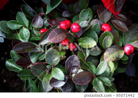 Checkered Berry 95071442