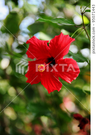 Hibiscus Hibiscus 95071443