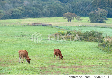 澤西牛肉(Hiruzen Plateau) 澤西牛肉(Hiruzen Plateau) 95071591