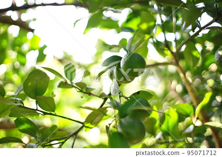 young citrus fruit 95071712