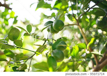 young citrus fruit 95071714