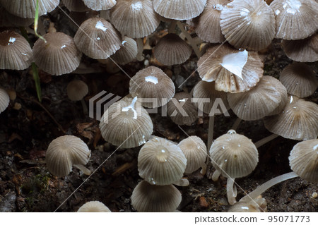 Small mushrooms toadstools. Psilocybin mushrooms. Selective focus 95071773