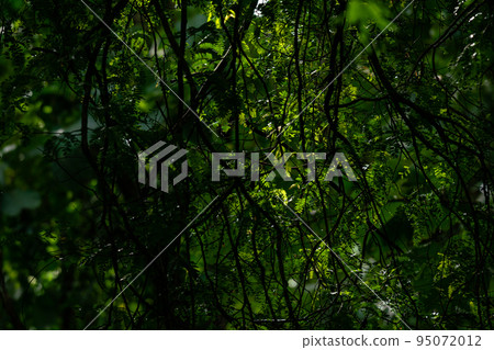 Mood of the forest with sunlight shine on leaves at branches of a tree. Mood of the forest with sunlight shine on leaves at branches of a tree. 95072012