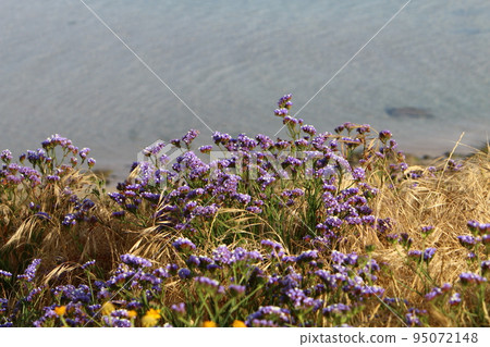 Green plants and flowers grow on the shores of the Mediterranean Sea in northern Israel. Green plants and flowers grow on the shores of the Mediterranean Sea in northern Israel. 95072148