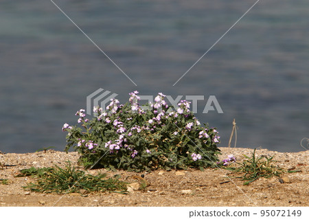 Green plants and flowers grow on the shores of the Mediterranean Sea in northern Israel. Green plants and flowers grow on the shores of the Mediterranean Sea in northern Israel. 95072149