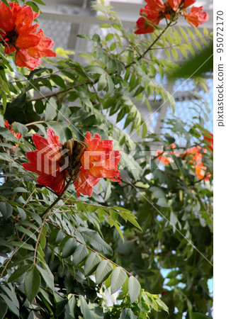 Kaenboku Kaenboku 95072170