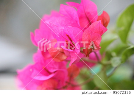 Bougainvillea Bougainvillea 95072356