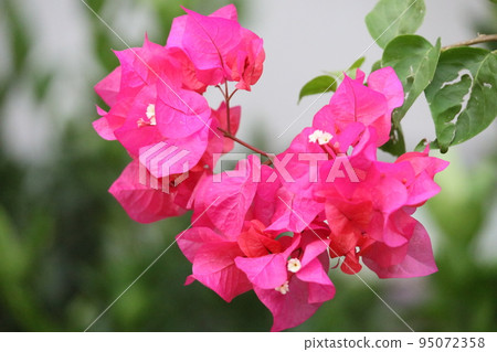 九重葛 九重葛 95072358