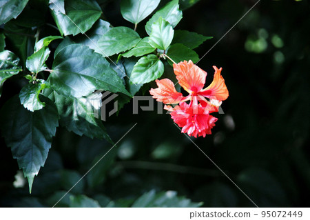 Hibiscus Hibiscus 95072449
