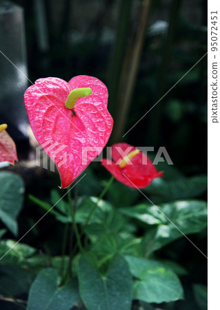 Osheneibuchiwa 95072451