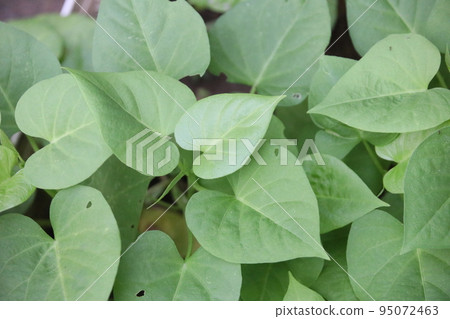 葉蔬菜 葉蔬菜 95072463